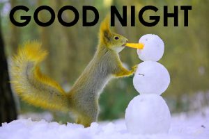 Cute Good Night Images Pictures free Download