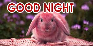 Cute Good Night Images Download