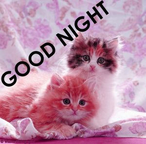 Cute Good Night Images Wallpaper Pictures Download