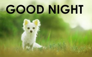 Cute Good Night Images Photo Pictures Download