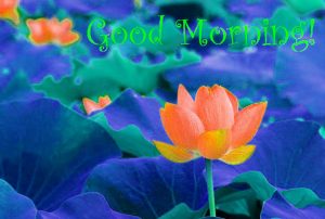  Hanuman Ji Good Morning Images Photo Pictures Free Download