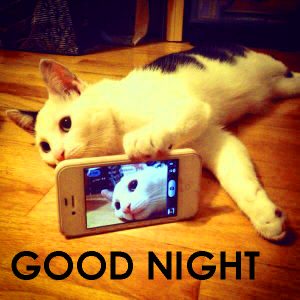 Cute Good Night Images Photo Wallpaper Download