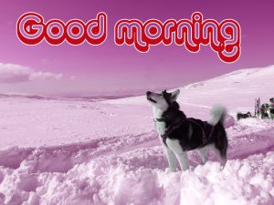 Friend Good morning Wishes Images Photo Download