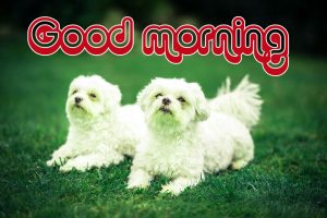Friend Good morning Wishes Images Photo Pics Download