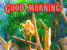  Funny Good Morning Wishes Images Wallpaper Pics Download