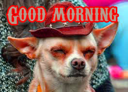  Funny Good Morning Wishes Images Photo Pics Download