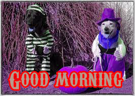  Funny Good Morning Wishes Images Photo Pics Download