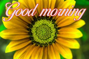 Flower good morning images Wallpaper Pics Download