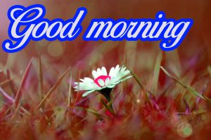 Flower good morning images Photo Wallpaper Pics Download