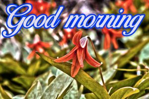 good morning images Wallpaper Pics Download With Flower
