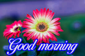 good morning images Photo Pictures Download With Flower