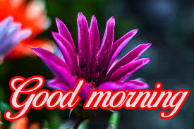 good morning images Wallpaper Pictures Download With Flower