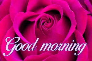 good morning images Photo Pictures Download With Flower