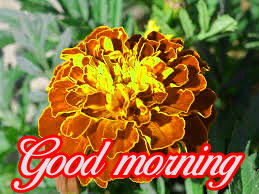 good morning images Wallpaper Pictures Download With Flower