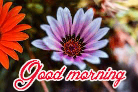 Beautiful Flower Nature Sunrise good Morning Images Pictures Download