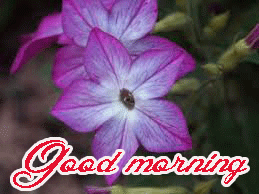 Beautiful Flower Nature Sunrise good Morning Wishes Images Wallpaper Pics Download for Whatsaap