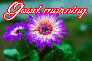Beautiful Flower Nature Sunrise good Morning Wishes Images Pics Free Download