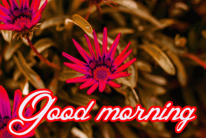 Beautiful Flower Nature Sunrise good Morning Wishes Images Wallpaper Pics Download