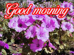 good morning images Photo Pics Download With Flower