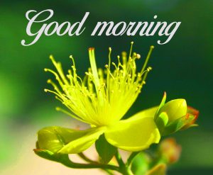 Good Morning Beautiful Flower Nature Girls Images Photo Pictures Download