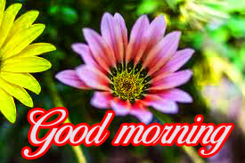 Good Morning Beautiful Flower Nature Girls Images Wallpaper Pics Download