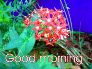 Good Morning Beautiful Flower Nature Girls Images Pictures Wallpaper Pics Download