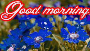 Beautiful Flower Nature Sunrise good Morning Wishes Images Pictutes