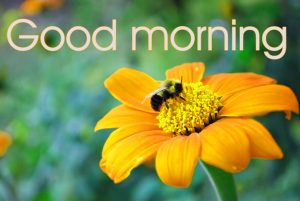 Good Morning Beautiful Flower Nature Girls Images Photo Pictures Download