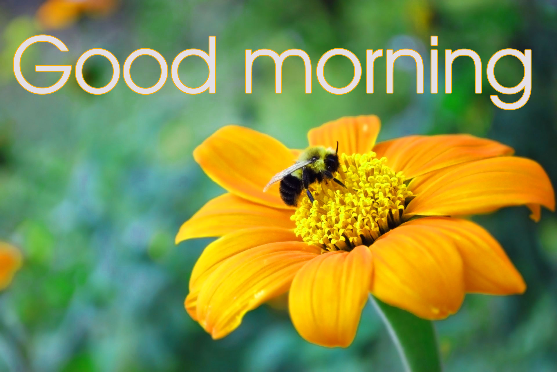 478+ Good Morning Beautiful Flower Nature Girls Images HD Download