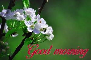 Good Morning Beautiful Flower Nature Girls Images Photo Pics Download