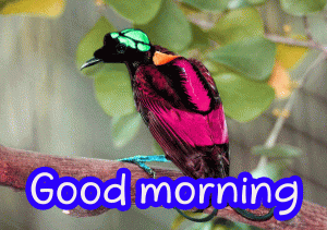 Full HD Good Morning Images Wallpaper Pictures Download