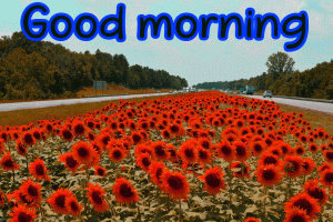 Full HD Good Morning Images Wallpaper Pictures Download
