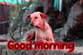 Full HD Good Morning Images Pics Photo Download
