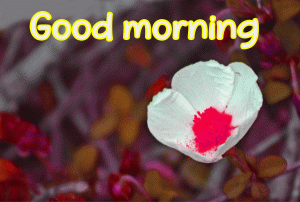 Full HD Good Morning Images Wallpaper Pics Download With Flower