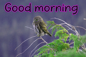 Full HD Good Morning Images Wallpaper Download