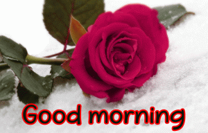 Full HD Good Morning Images Wallpaper With Red Rose