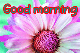  Flowers Love Good Morning Images Pictures Download