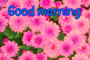  Flowers Love Good Morning Images Wallpaper Pics Download