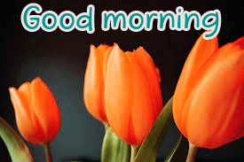 Special Unique Good Morning Wishes Images Photo Pictures Download With Flower