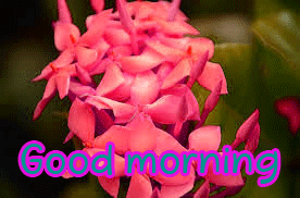 Special Unique Good Morning Wishes Images Photo Pics With Flower