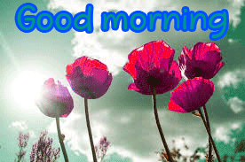 Special Unique Good Morning Wishes Images Wallpaper Pics With Flower