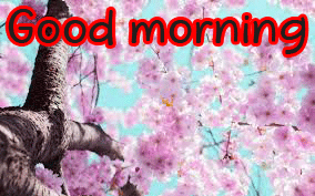 Special Unique Good Morning Wishes Images Wallpaper Pics Download
