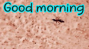 Special Unique Good Morning Wishes Images Wallpaper Pictures Free Download