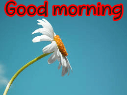 Special Unique Good Morning Wishes Images Pictures Download