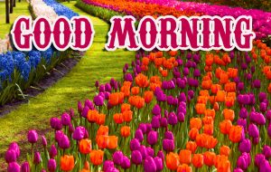 Beautiful Good Morning Images Photo HD Download