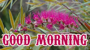 Beautiful Good Morning Images Photo Download