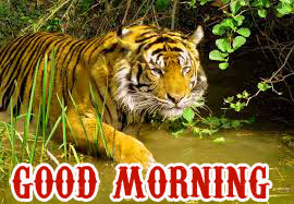 Beautiful Good Morning Images Wallpaper HD Download