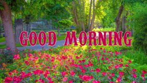 Beautiful Good Morning Images Pictures Pics Download