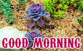 Beautiful Good Morning Images Photo Wallpaper Download