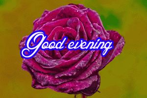  Good Evening Images Photo Pics Download With Rose